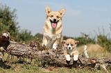 CORGI PEMBROKE 183
